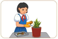 hinh-anh-bai-7-trong-va-cham-soc-cay-canh-trong-chau-10151-26