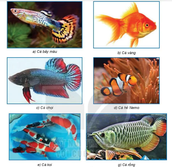 hinh-anh-bai-16-thuc-hanh-lap-ke-hoach-nuoi-ca-canh-7495-1