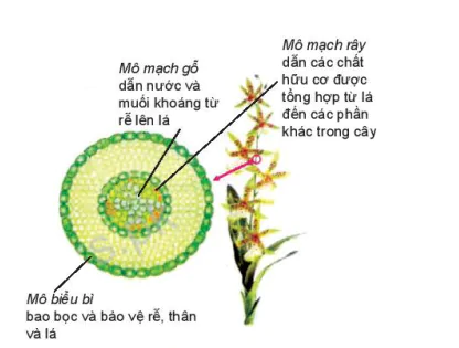 hinh-anh-bai-23-to-chuc-co-the-da-bao-7900-6