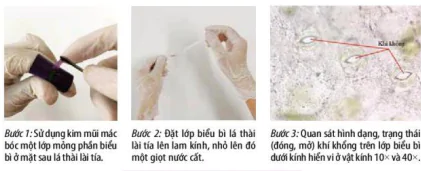 hinh-anh-bai-3-thuc-hanh-trao-doi-nuoc-va-khoang-o-thuc-vat-12040-3