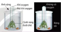 hinh-anh-bai-5-thuc-hanh-quang-hop-o-thuc-vat-12064-3