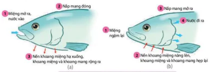 hinh-anh-bai-9-ho-hap-o-dong-vat-12073-3