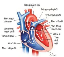 hinh-anh-bai-10-tuan-hoan-o-dong-vat-12076-3
