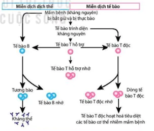 hinh-anh-bai-12-mien-dich-o-nguoi-va-dong-vat-12086-3