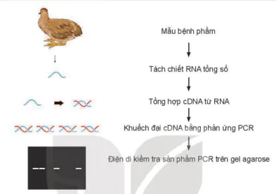 hinh-anh-bai-15-ung-dung-cong-nghe-sinh-hoc-trong-phong-tri-benh-cho-vat-nuoi-12202-3