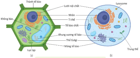 hinh-anh-bai-8-te-bao-nhan-thuc-12817-2