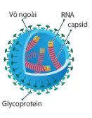 hinh-anh-bai-24-khai-quat-ve-virus-12878-2