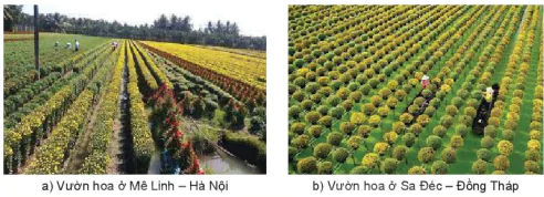 hinh-anh-bai-5-gioi-thieu-ve-hoa-cay-canh-13344-3