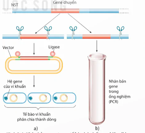 hinh-anh-bai-2-nguyen-li-tach-chiet-dna-13936-3