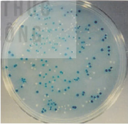hinh-anh-bai-3-cong-nghe-gene-13937-3