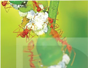 hinh-anh-bai-6-cac-bien-phap-kiem-soat-sinh-hoc-13941-3 hinh-anh-bai-6-cac-bien-phap-kiem-soat-sinh-hoc-13941-3