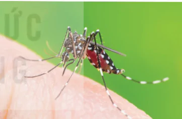 hinh-anh-bai-6-cac-bien-phap-kiem-soat-sinh-hoc-13941-12 hinh-anh-bai-6-cac-bien-phap-kiem-soat-sinh-hoc-13941-12