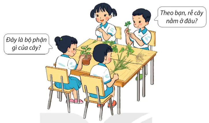 hinh-anh-bai-15-cay-xung-quanh-em-6736-3