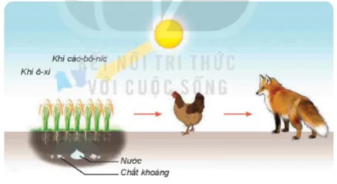 hinh-anh-bai-30-vai-tro-cua-thuc-vat-trong-chuoi-thuc-an-8262-4