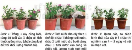 hinh-anh-bai-3-thuc-hanh-trao-doi-nuoc-va-khoang-o-thuc-vat-12040-4