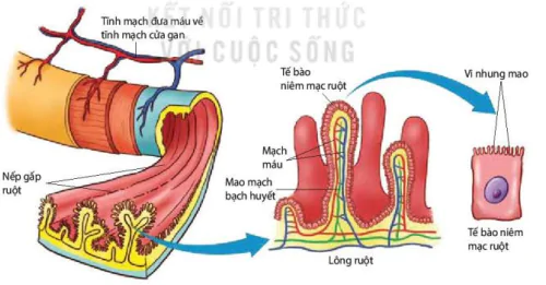 hinh-anh-bai-8-dinh-duong-va-tieu-hoa-o-dong-vat-12070-4