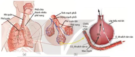 hinh-anh-bai-9-ho-hap-o-dong-vat-12073-4