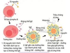 hinh-anh-bai-12-mien-dich-o-nguoi-va-dong-vat-12086-4