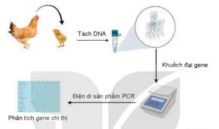 hinh-anh-bai-6-ung-dung-cong-nghe-sinh-hoc-trong-chon-va-nhan-giong-vat-nuoi-12109-4