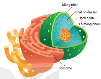 hinh-anh-bai-8-te-bao-nhan-thuc-12817-3
