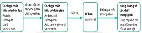 hinh-anh-bai-21-trao-doi-chat-sinh-truong-va-sinh-san-o-sinh-vat-12868-9