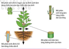 hinh-anh-bai-20-sinh-truong-va-phat-trien-o-thuc-vat-12877-4