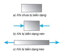 hinh-anh-bai-33-bien-dang-cua-vat-ran-13572-3