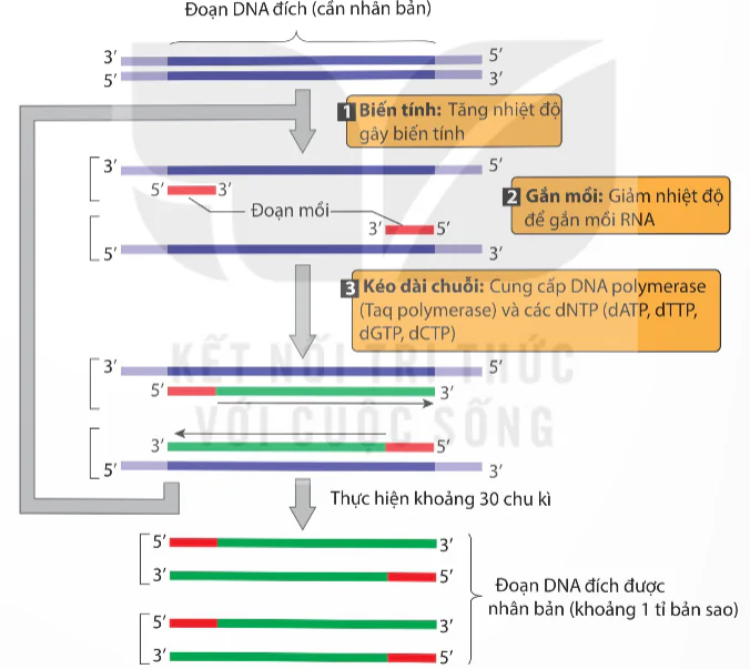 hinh-anh-bai-2-nguyen-li-tach-chiet-dna-13936-4