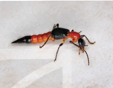 hinh-anh-bai-6-cac-bien-phap-kiem-soat-sinh-hoc-13941-4 hinh-anh-bai-6-cac-bien-phap-kiem-soat-sinh-hoc-13941-4