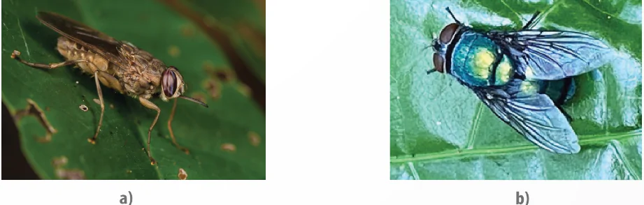 hinh-anh-bai-6-cac-bien-phap-kiem-soat-sinh-hoc-13941-13 hinh-anh-bai-6-cac-bien-phap-kiem-soat-sinh-hoc-13941-13