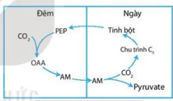 hinh-anh-bai-4-quang-hop-o-thuc-vat-12041-5
