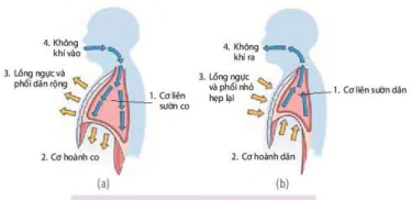 hinh-anh-bai-9-ho-hap-o-dong-vat-12073-5