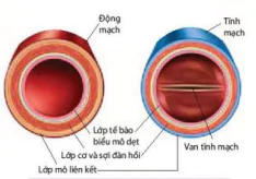 hinh-anh-bai-10-tuan-hoan-o-dong-vat-12076-5