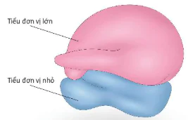 hinh-anh-bai-8-te-bao-nhan-thuc-12817-4