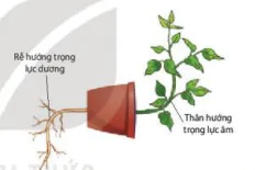 hinh-anh-bai-15-cam-ung-o-thuc-vat-12837-4