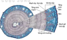 hinh-anh-bai-20-sinh-truong-va-phat-trien-o-thuc-vat-12877-5