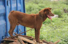 hinh-anh-bai-7-ki-thuat-nuoi-duong-va-cham-soc-cho-canh-13792-5
