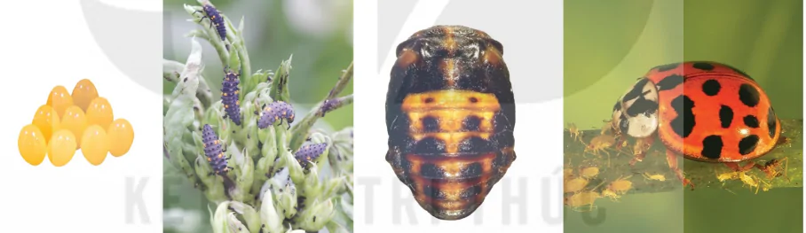 hinh-anh-bai-6-cac-bien-phap-kiem-soat-sinh-hoc-13941-5 hinh-anh-bai-6-cac-bien-phap-kiem-soat-sinh-hoc-13941-5