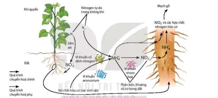 hinh-anh-bai-2-trao-doi-nuoc-va-khoang-o-thuc-vat-12039-7