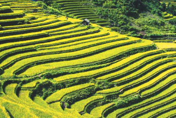 hinh-anh-bai-13-doi-song-vat-chat-va-tinh-than-cua-cong-dong-cac-dan-toc-viet-nam-12162-6