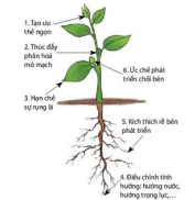 hinh-anh-bai-20-sinh-truong-va-phat-trien-o-thuc-vat-12877-6