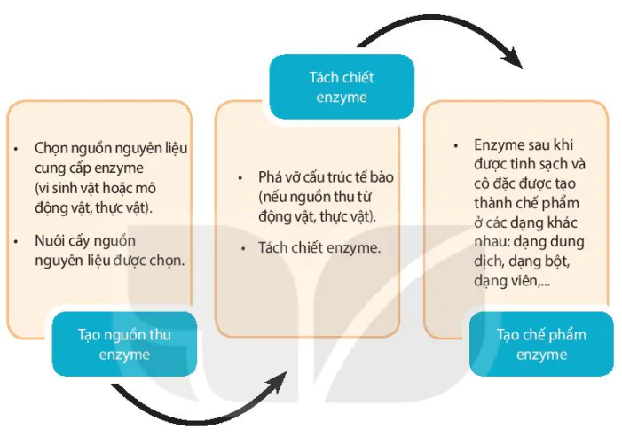 hinh-anh-bai-6-quy-trinh-cong-nghe-san-xuat-enzyme-13227-6
