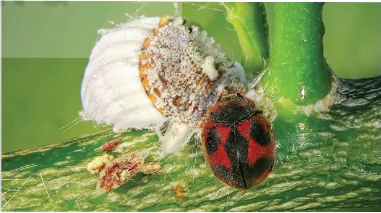 hinh-anh-bai-6-cac-bien-phap-kiem-soat-sinh-hoc-13941-6 hinh-anh-bai-6-cac-bien-phap-kiem-soat-sinh-hoc-13941-6