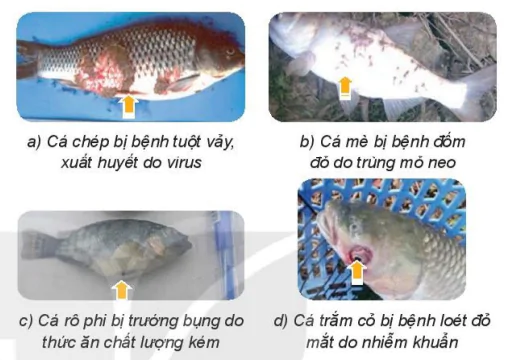 hinh-anh-bai-15-nuoi-ca-ao-7494-6