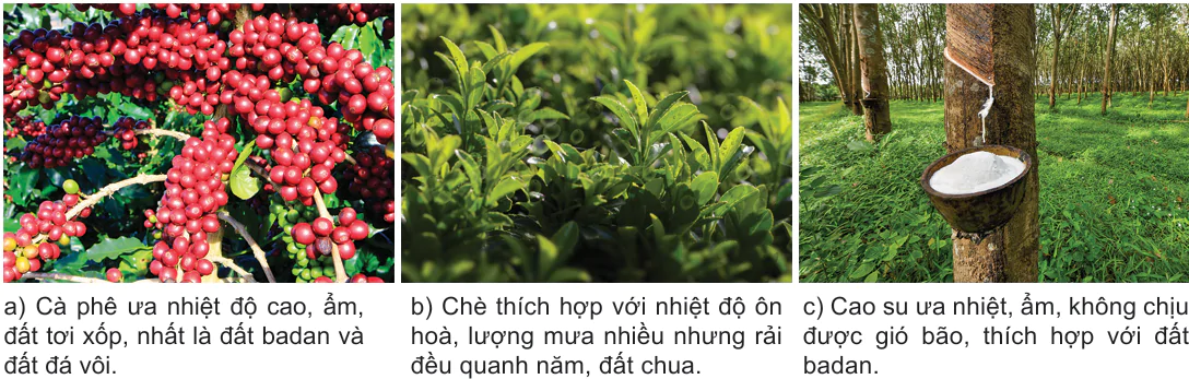 hinh-anh-bai-24-dia-li-nganh-nong-nghiep-12058-8