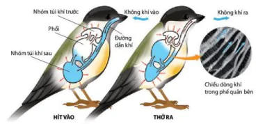 hinh-anh-bai-9-ho-hap-o-dong-vat-12073-7