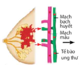 hinh-anh-bai-16-chu-ki-te-bao-va-nguyen-phan-12852-20