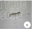 hinh-anh-bai-16-mot-so-sau-hai-cay-trong-thuong-gap-va-bien-phap-phong-tru-13306-18