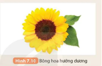hinh-anh-bai-7-lang-kinh-5710-14
