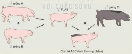 hinh-anh-bai-5-nhan-giong-vat-nuoi-12108-8